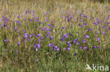 Grasklokje (Campanula rotundifolia)