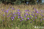 Grasklokje (Campanula rotundifolia)