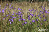 Harebell