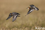 Red-necked Phalarope (Phalaropus lobatus)