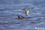 Red-necked Phalarope (Phalaropus lobatus)