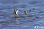 Red-necked Phalarope (Phalaropus lobatus)