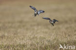 Red-necked Phalarope (Phalaropus lobatus)