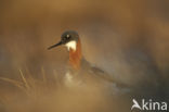 Red-necked Phalarope (Phalaropus lobatus)