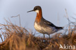 Red-necked Phalarope (Phalaropus lobatus)