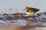 Grauwe Franjepoot (Phalaropus lobatus)