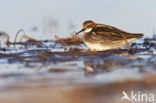 Grauwe Franjepoot (Phalaropus lobatus)