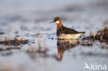 Red-necked Phalarope (Phalaropus lobatus)