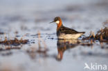 Grauwe Franjepoot (Phalaropus lobatus)