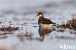 Grauwe Franjepoot (Phalaropus lobatus)