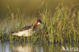 Red-necked Phalarope (Phalaropus lobatus)