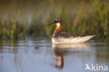 Grauwe Franjepoot (Phalaropus lobatus)