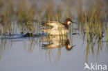 Red-necked Phalarope (Phalaropus lobatus)