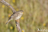 Grauwe Gors (Miliaria calandra)