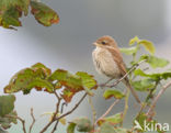 Red-backed Shrike (Lanius collurio)