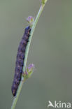 Grauwe Monnik (Cucullia umbratica)