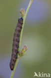 Grauwe Monnik (Cucullia umbratica)