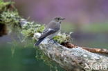 Grauwe Vliegenvanger (Muscicapa striata)