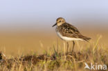 Grijze Strandloper (Calidris pusilla)