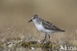 Semipalmated Sandpiper (Calidris pusilla)