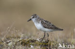 Grijze Strandloper (Calidris pusilla)