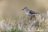 Grijze Strandloper (Calidris pusilla)