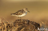 Grijze Strandloper (Calidris pusilla)