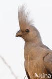 Grijze toerako (Corythaixoides concolor)