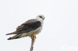 Black-shouldered Kite (Elanus caeruleus)