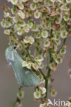 Groene weide-uil (Calamia tridens)