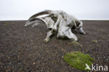 Bowhead whale (Balaena mysticetus)