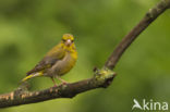 Groenling (Carduelis chloris)