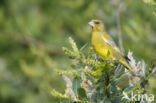 European Greenfinch (Carduelis chloris)