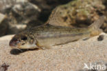 Gudgeon (Gobio gobio)