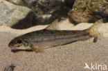 Gudgeon (Gobio gobio)