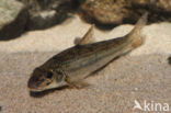 Gudgeon (Gobio gobio)