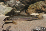 Gudgeon (Gobio gobio)