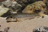 Gudgeon (Gobio gobio)