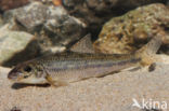 Gudgeon (Gobio gobio)