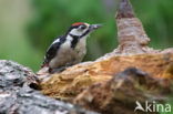 Grote Bonte Specht (Dendrocopos major)