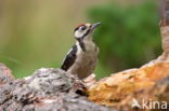 Grote Bonte Specht (Dendrocopos major)