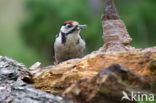 Grote Bonte Specht (Dendrocopos major)