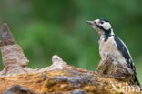 Grote Bonte Specht (Dendrocopos major)