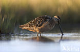 Long-billed Dowitcher (Limnodromus scolopaceus)