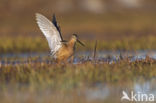 Long-billed Dowitcher (Limnodromus scolopaceus)