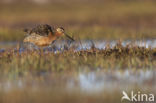 Grote Grijze Snip (Limnodromus scolopaceus)