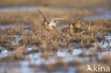 Long-billed Dowitcher (Limnodromus scolopaceus)