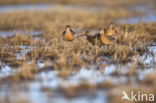 Long-billed Dowitcher (Limnodromus scolopaceus)