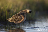 Grote Grijze Snip (Limnodromus scolopaceus)