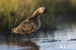 Grote Grijze Snip (Limnodromus scolopaceus)